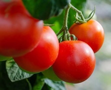 Top 10 veggies to plant this spring!