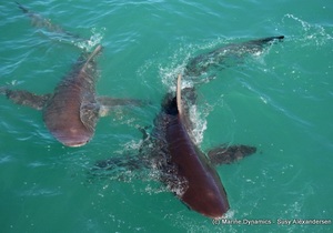 Daily Blog: 19 October 2021 | Shark Cage Diving in South Africa