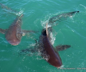 Daily Blog: 19 October 2021 | Shark Cage Diving in South Africa