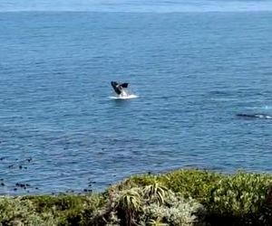 Whales in Walker Bay