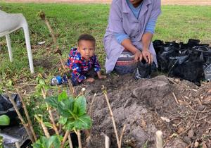 Honderde krismisroos steggies reg vir plant!