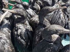 Dodelike Voëlgriep Teiken Wilde Seevoëls