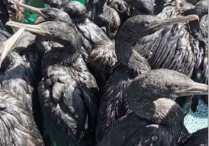 Dodelike Voëlgriep Teiken Wilde Seevoëls