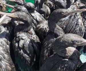 Dodelike Voëlgriep Teiken Wilde Seevoëls