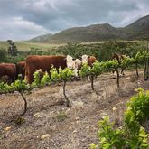 Raka cattle jumping the fence to taste the new lush shoots - Stanford Wine Route - Xplorio™ Stanford