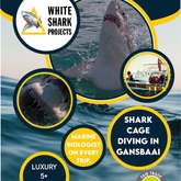 Shark Cage Diving in Gansbaai - White Shark Projects - Xplorio™ Gansbaai