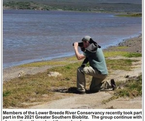 October is Marine Month and Cape fur seals dying of starvation