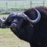 Wildlife Guided Tours - Nuwejaars Wetlands Special Management Area - Xplorio™ Bredasdorp