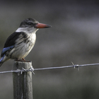 Wildlife Guided Tours - Nuwejaars Wetlands Special Management Area - Xplorio™ Bredasdorp