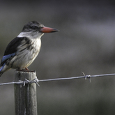 Wildlife Guided Tours - Nuwejaars Wetlands Special Management Area - Xplorio™ Bredasdorp