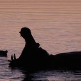 Happy hippo frolicking in the vlei - Nuwejaars Wetlands Special Management Area - Xplorio™ Bredasdorp