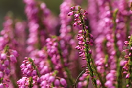 What makes THESE fynbos species special?