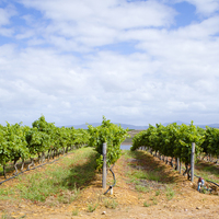 Wine Tours - Gansbaai Wine Tours - Xplorio™ Gansbaai