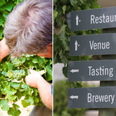 Wine Tours - Gansbaai Wine Tours - Xplorio™ Gansbaai