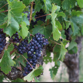 Wine Tours - Gansbaai Wine Tours - Xplorio™ Gansbaai