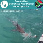 Next Marine Dynamics Shark Cage Diving Trip: 5 November 2021