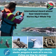 Next Dyer Island Marine Big 5 Tour: 5 November 2021