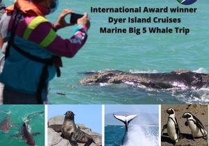 Next Dyer Island Marine Big 5 Tour: 5 November 2021