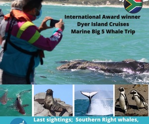 Next Dyer Island Marine Big 5 Tour: 5 November 2021