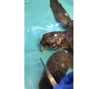 Laatmiddag stappie lewer 'n verrassing op