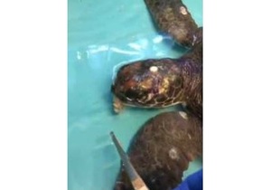 Laatmiddag stappie lewer 'n verrassing op