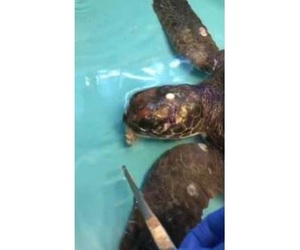 Laatmiddag stappie lewer 'n verrassing op