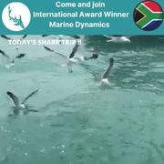 Next Marine Dynamics Shark Cage Diving Trip: 6 November 2021