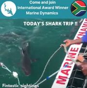 Next Marine Dynamics Shark Cage Diving Trip: 9 November 2021