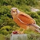 Birdwatching at De Hoop (Rock Kestrel)