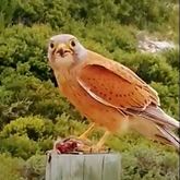 Birdwatching at De Hoop (Rock Kestrel)