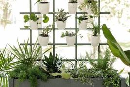 Create your own Vertical Garden