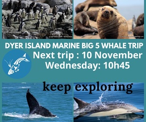 Next Dyer Island Marine Big 5 Tour: 10 November 2021