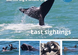 Next Dyer Island Marine Big 5 Tour: 11 November 2021