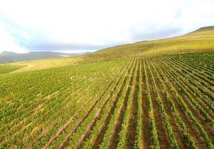 18 Different Soil Types at Lomond