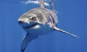 No To Great Whites - Gansbaai Daily News