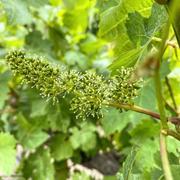 Sugar and Spice - Flowering Part 1