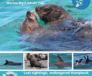 Next Dyer Island Marine Big 5 Tour: 19 November 2021