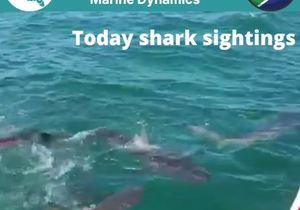 Next Marine Dynamics Shark Cage Diving Trip: 19 November 2021