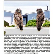 “Please do not use poison to solve your rodent problem!”