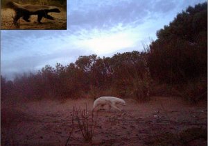 Rare albino honey badger makes camera debut at WC nature reserve