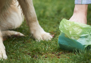 Dogs on leashes please