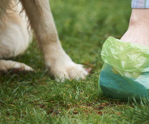 Dogs on leashes please