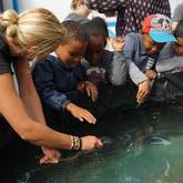 Education - South African Shark Conservancy - Xplorio™ Hermanus