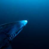 Shark - South African Shark Conservancy - Xplorio™ Hermanus