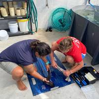 Research - South African Shark Conservancy - Xplorio™ Hermanus