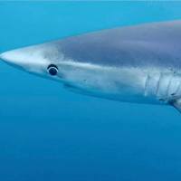 Shark - South African Shark Conservancy - Xplorio™ Hermanus