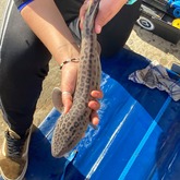 Shark - South African Shark Conservancy - Xplorio™ Hermanus