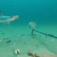 Shark - South African Shark Conservancy - Xplorio™ Hermanus