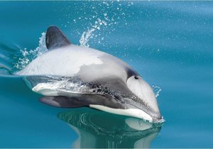 Mayhem for Maui's - Gansbaai Daily News