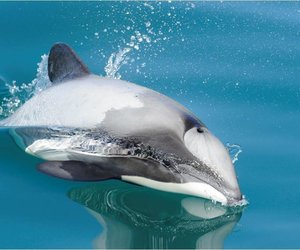 Mayhem for Maui's - Gansbaai Daily News